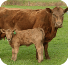 Cow / Calf Image